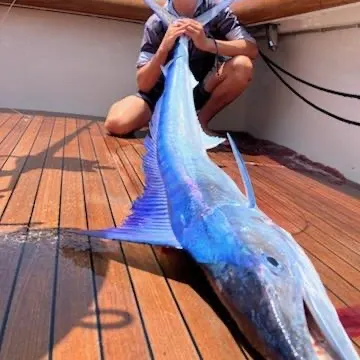 The most recent Shortbill spearfish catches on Fishbrain
