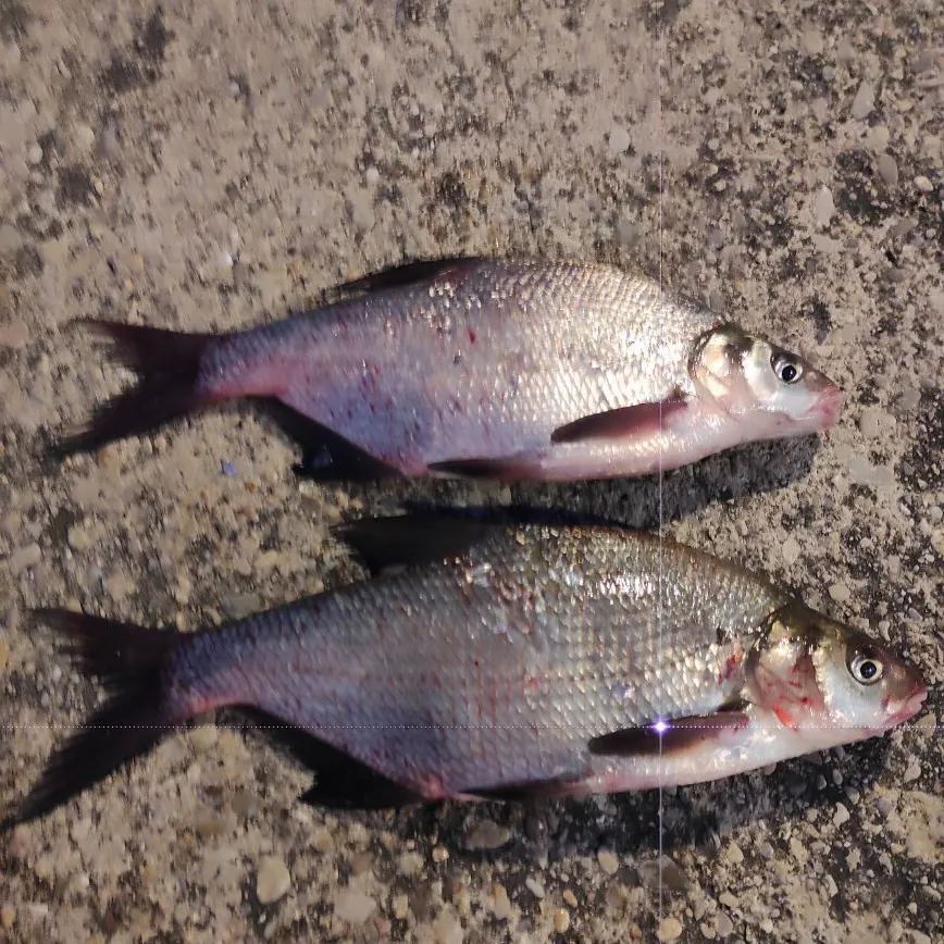The most recent Common bream catches on Fishbrain