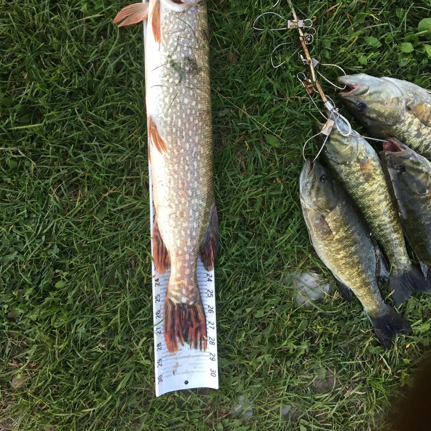 recently logged catches