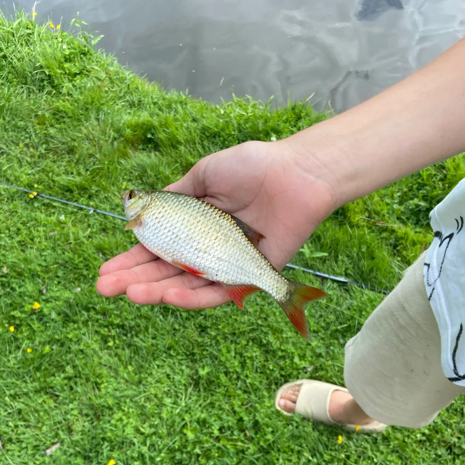 Common rudd caught on Fishbrain