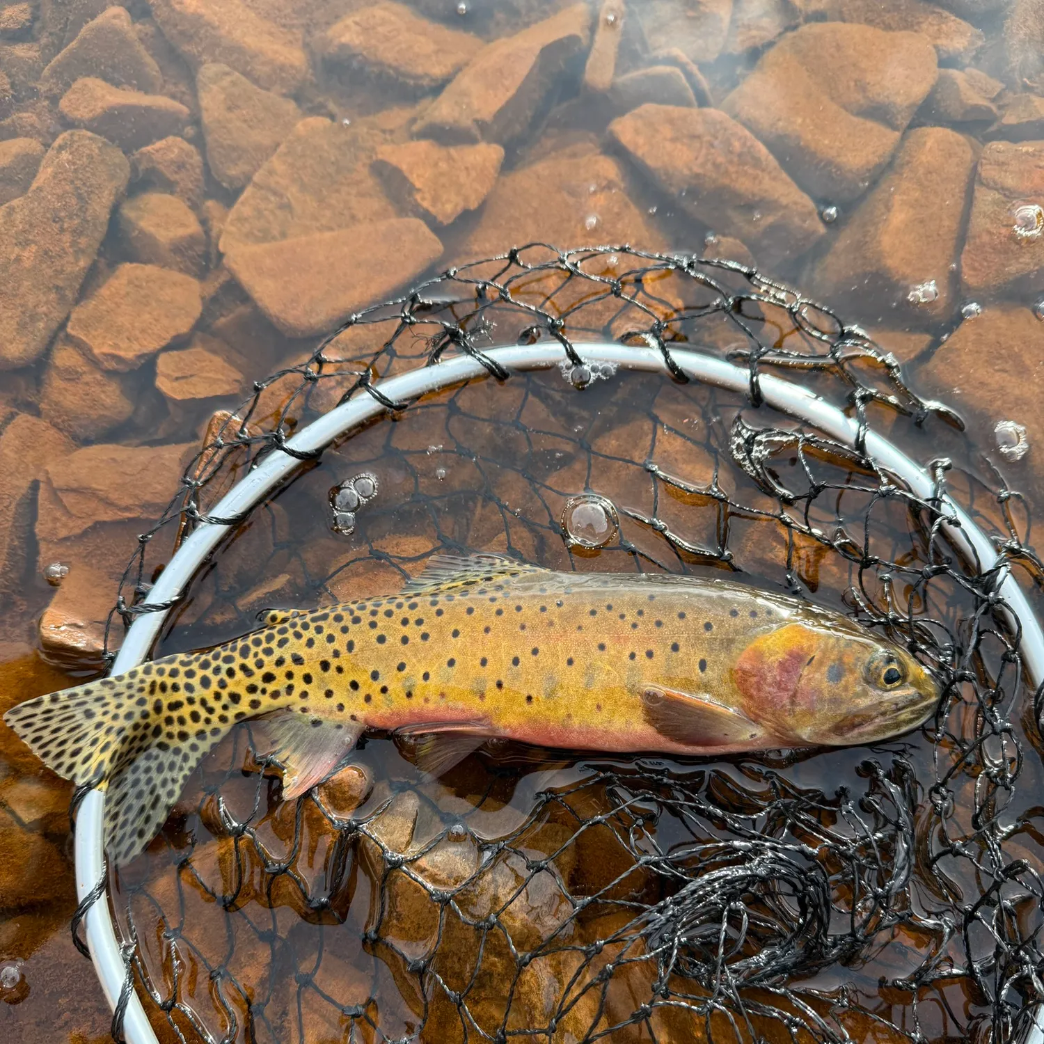 Cutthroat trout caught on Fishbrain