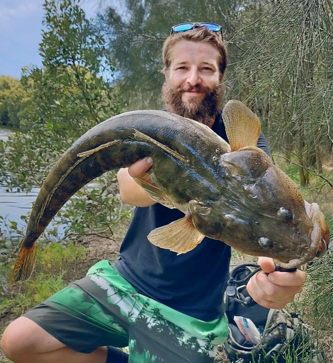 Dusky flathead