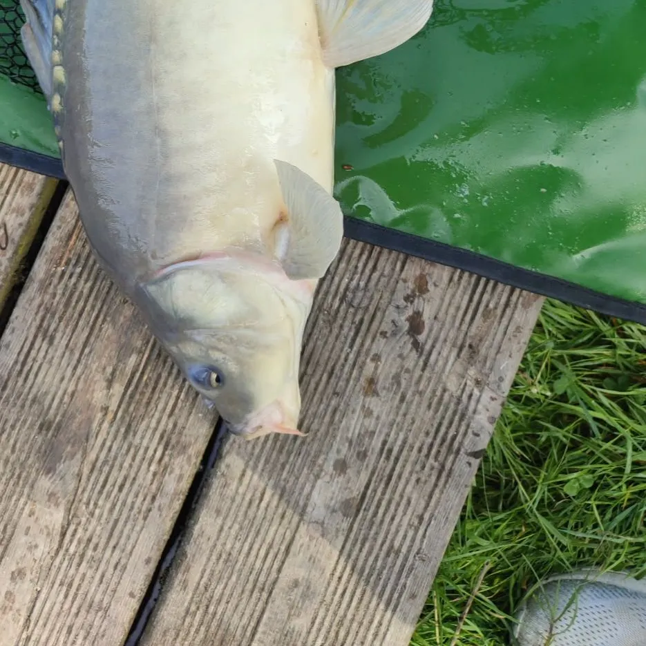 The most recent Leather carp catches on Fishbrain