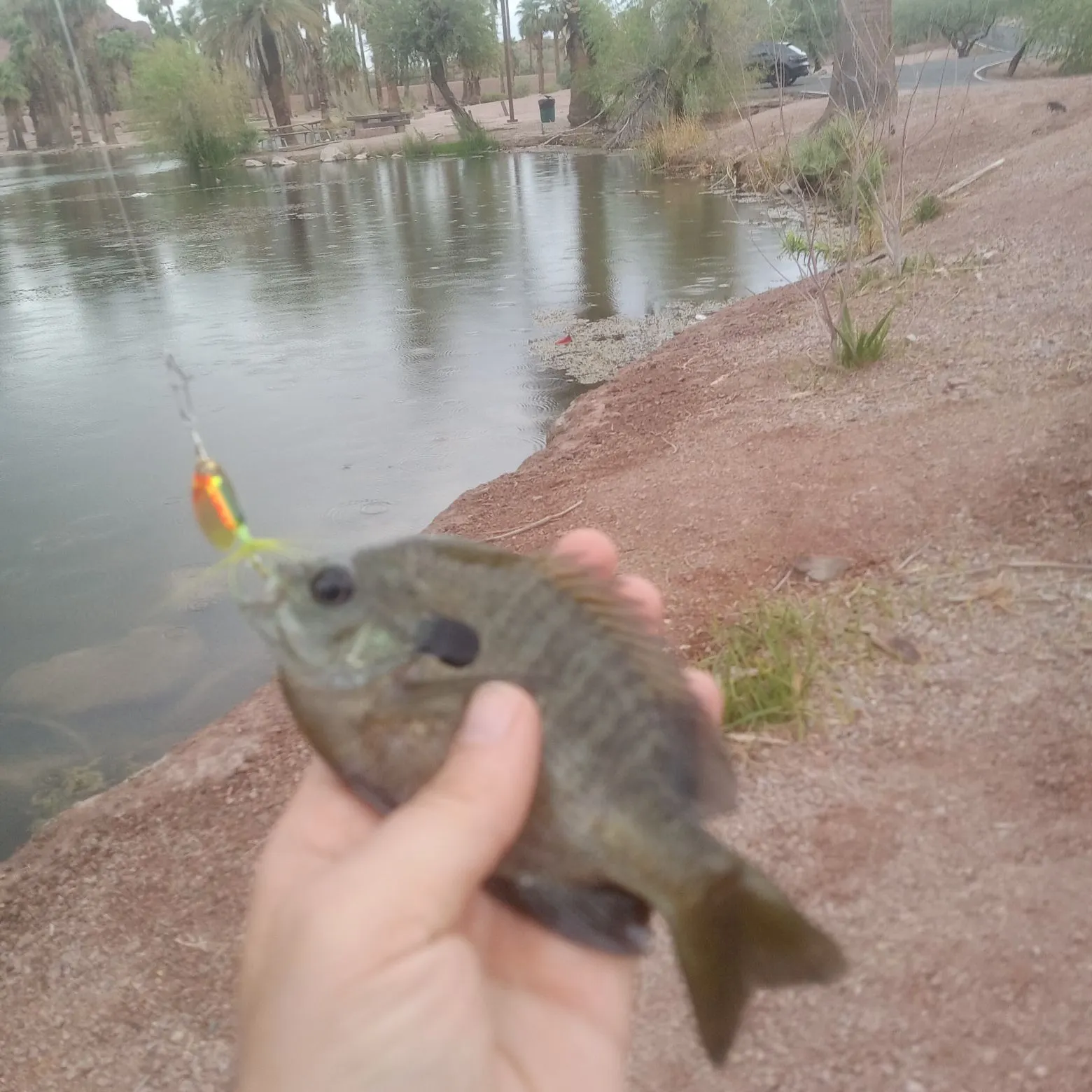 Bluegill caught on Fishbrain