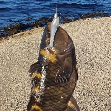 Fish caught on Fishbrain