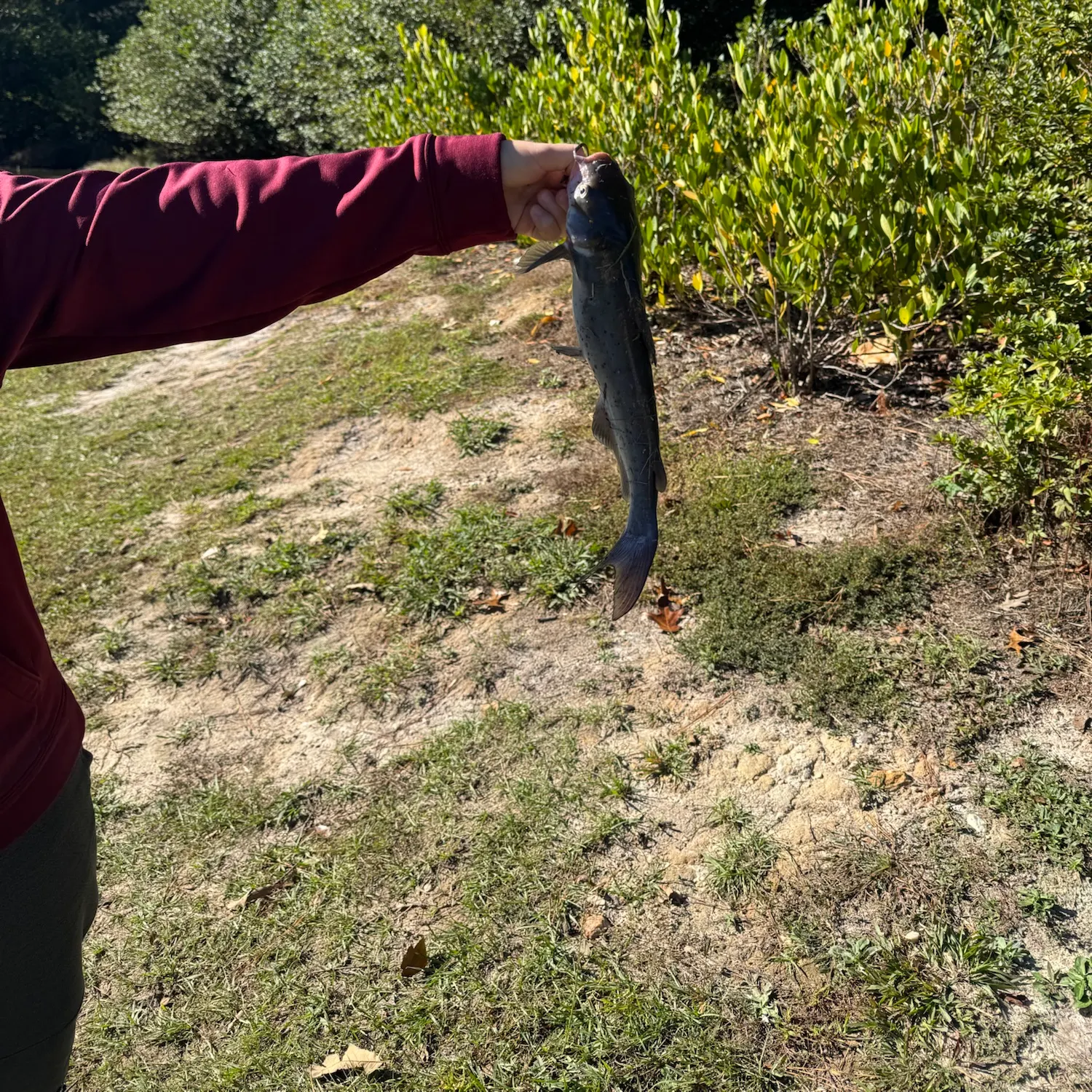 Channel catfish caught on Fishbrain