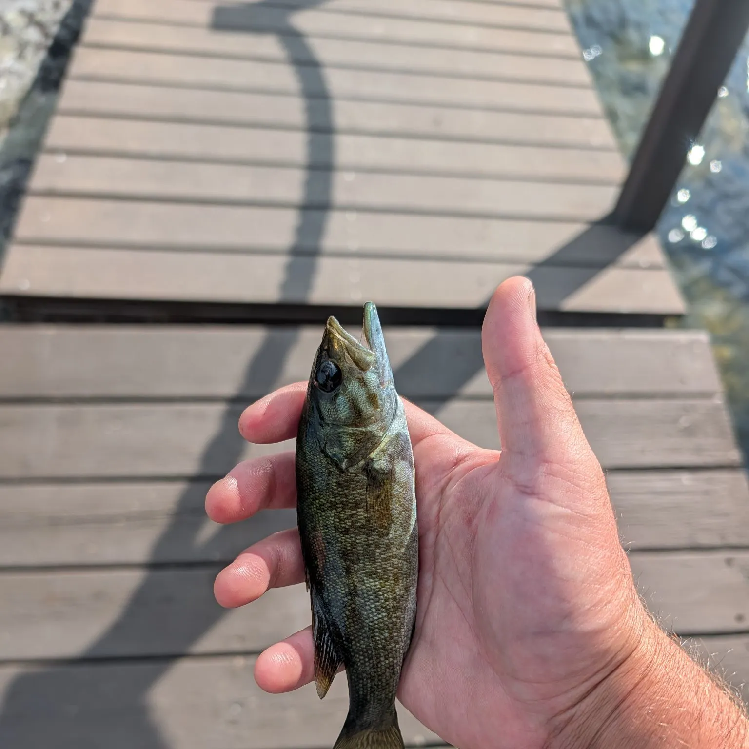 Smallmouth bass caught on Fishbrain