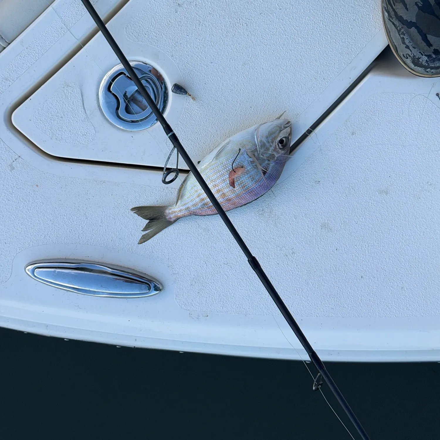 Pinfish caught on Fishbrain