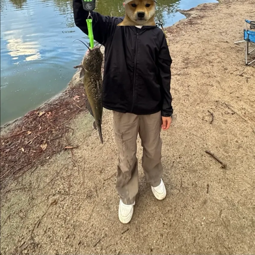 Channel catfish caught on Fishbrain