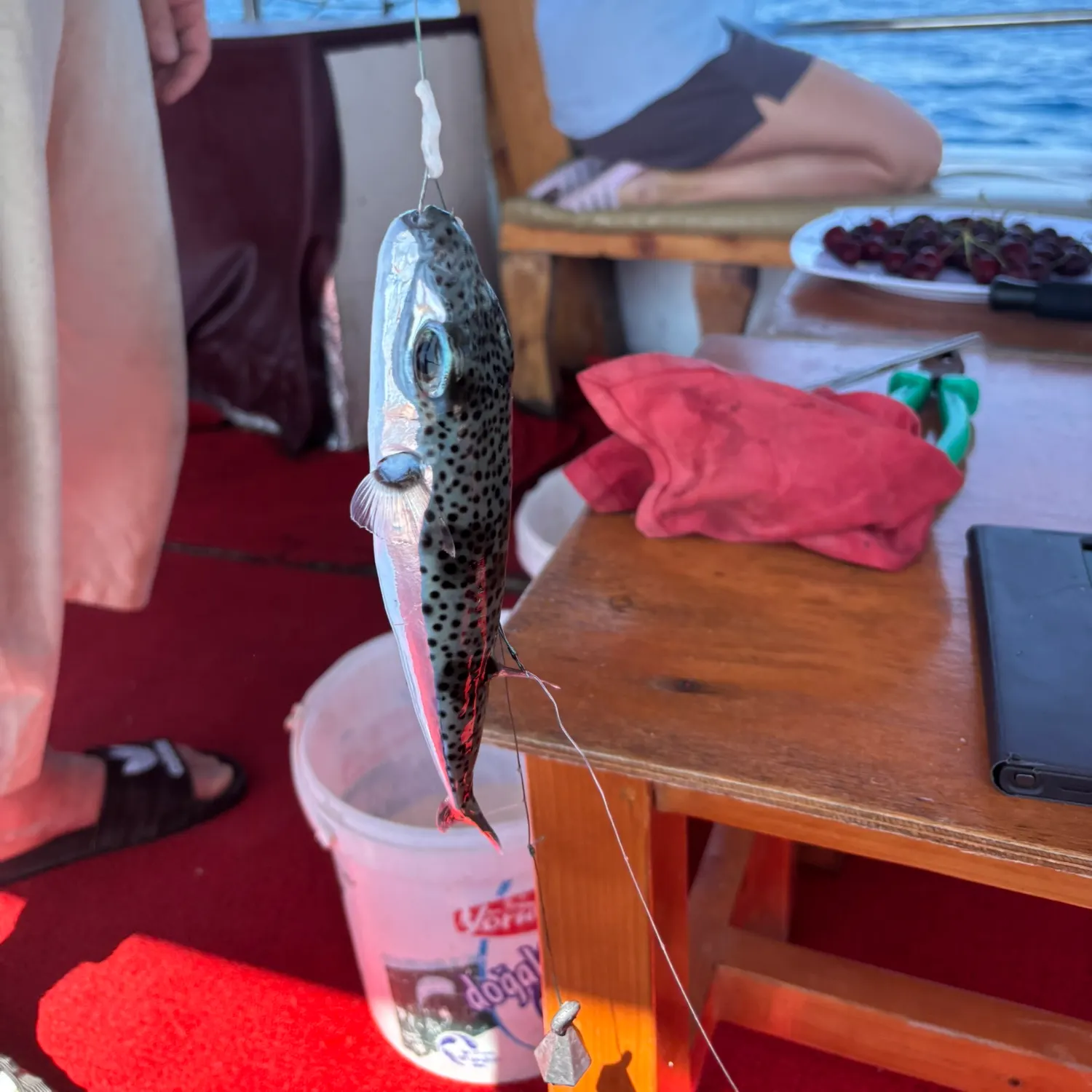 The most recent Silver-cheeked toadfish catches on Fishbrain