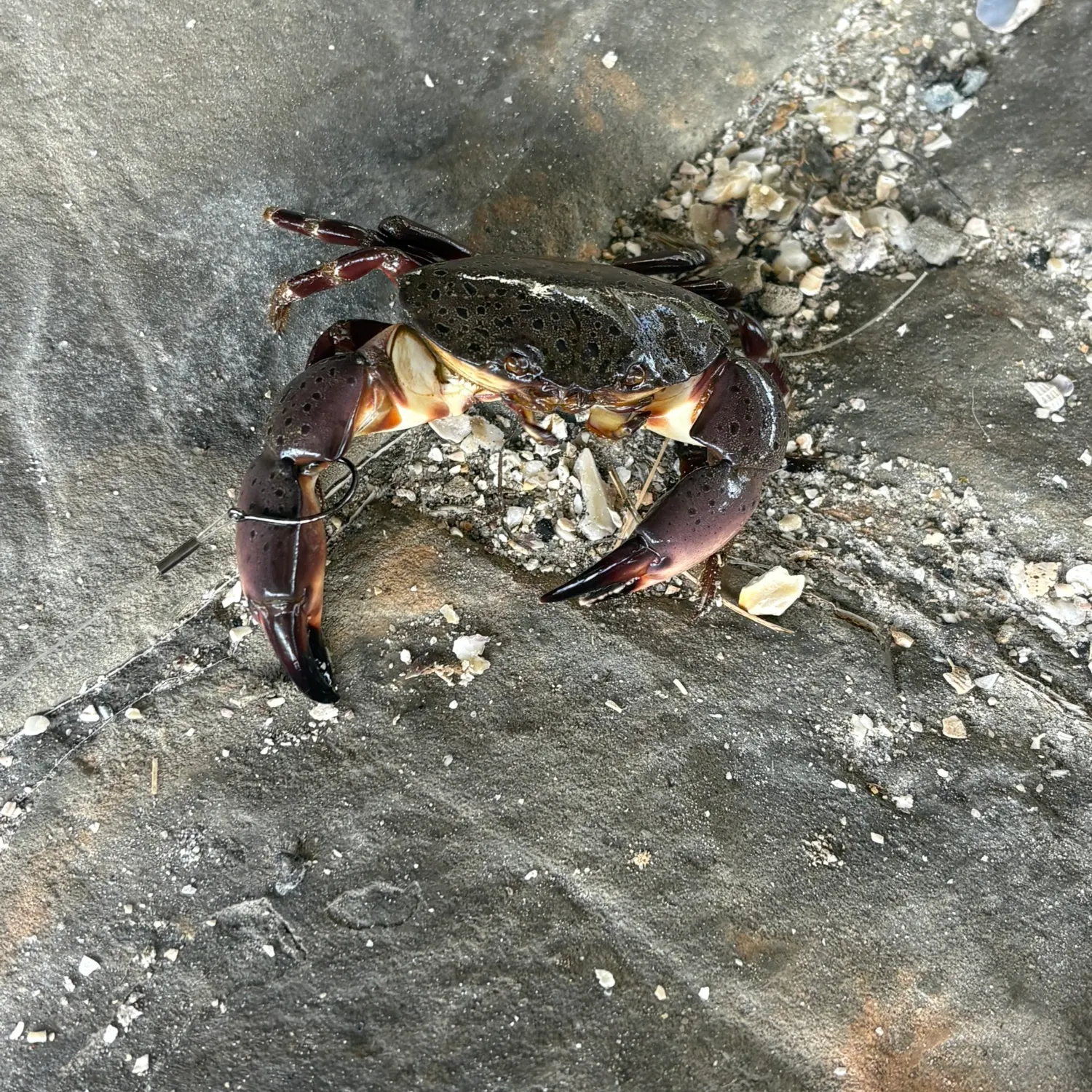 The most recent Florida stone crab catches on Fishbrain