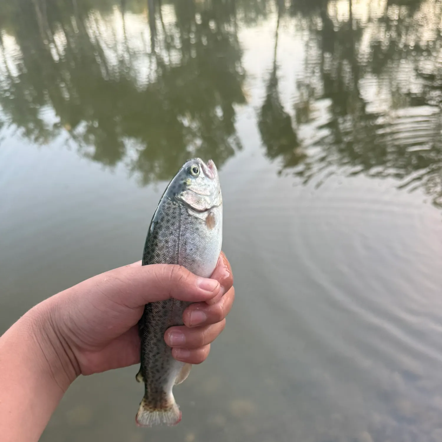 Rainbow trout caught on Fishbrain