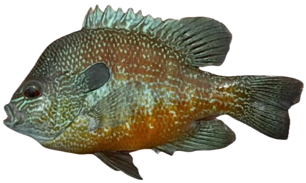 Plains longear sunfish