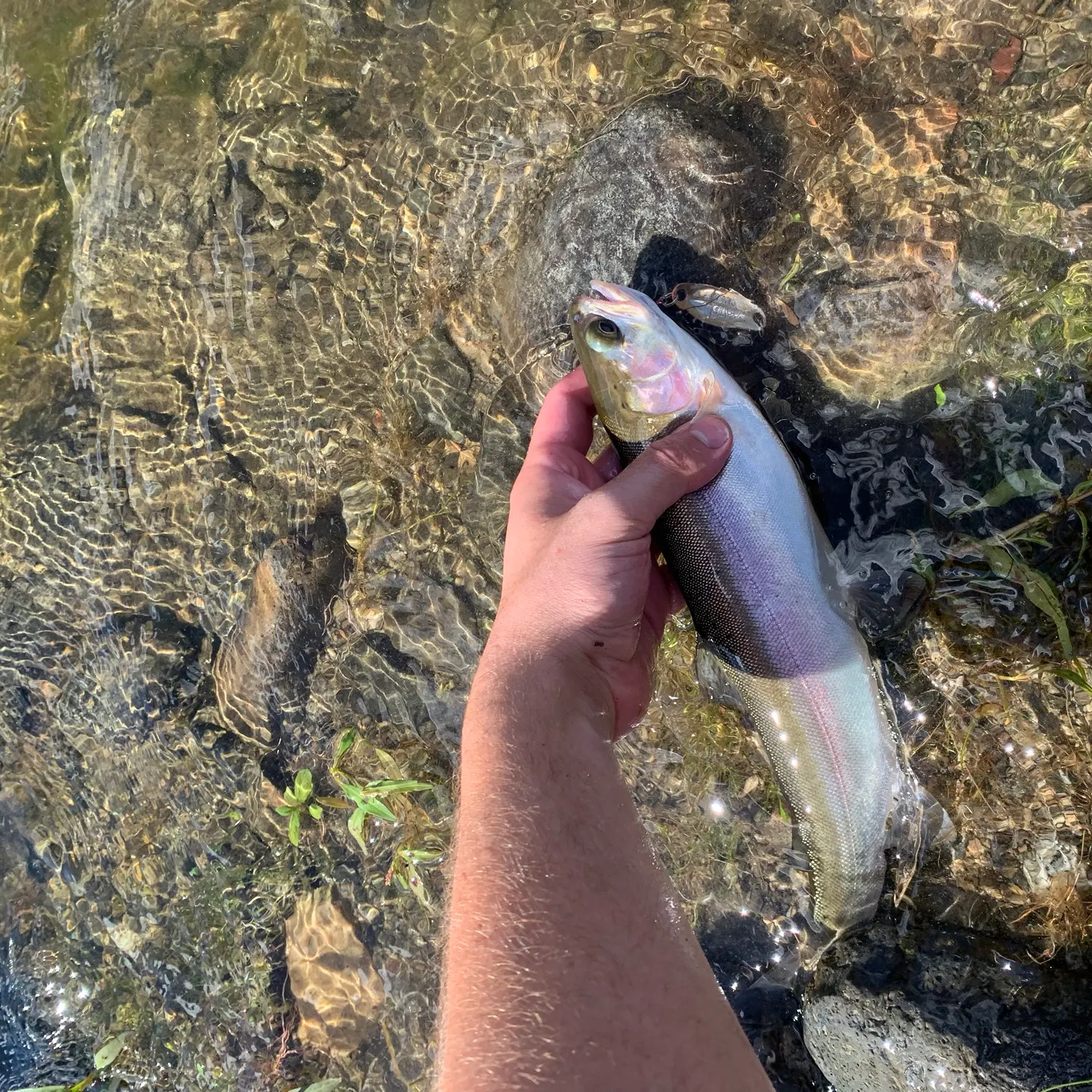 Rainbow trout caught on Fishbrain