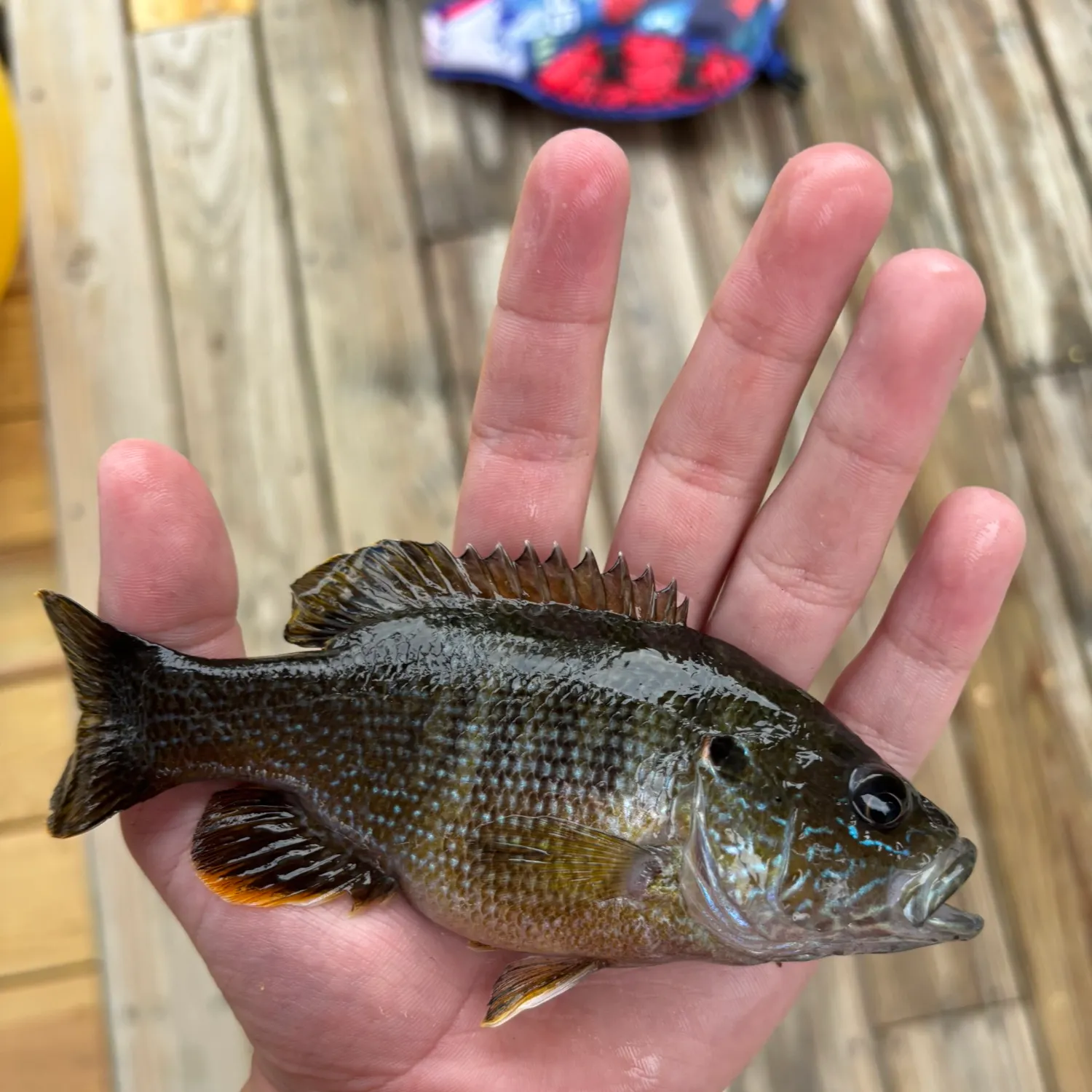catch