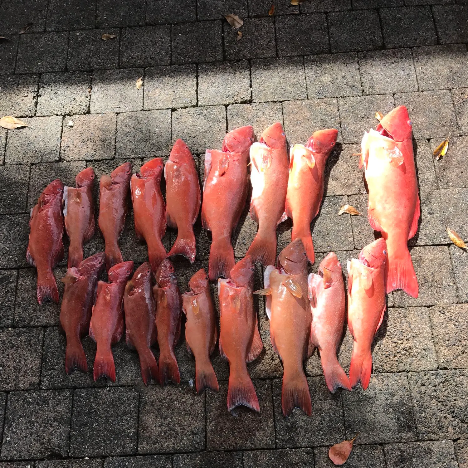 recently logged catches