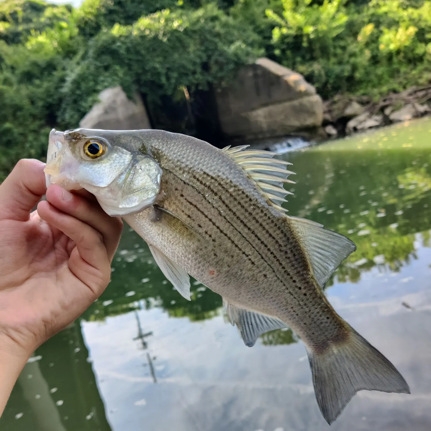 White bass caught on Fishbrain