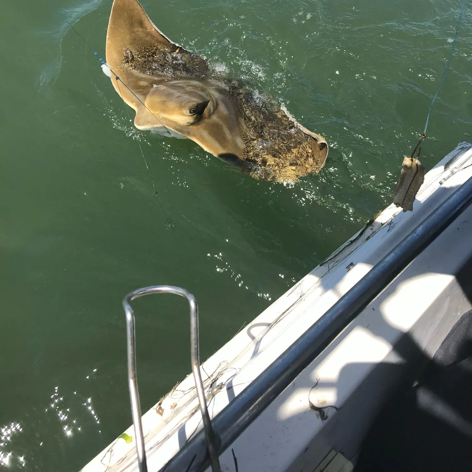 The most recent Australian bull ray catches on Fishbrain