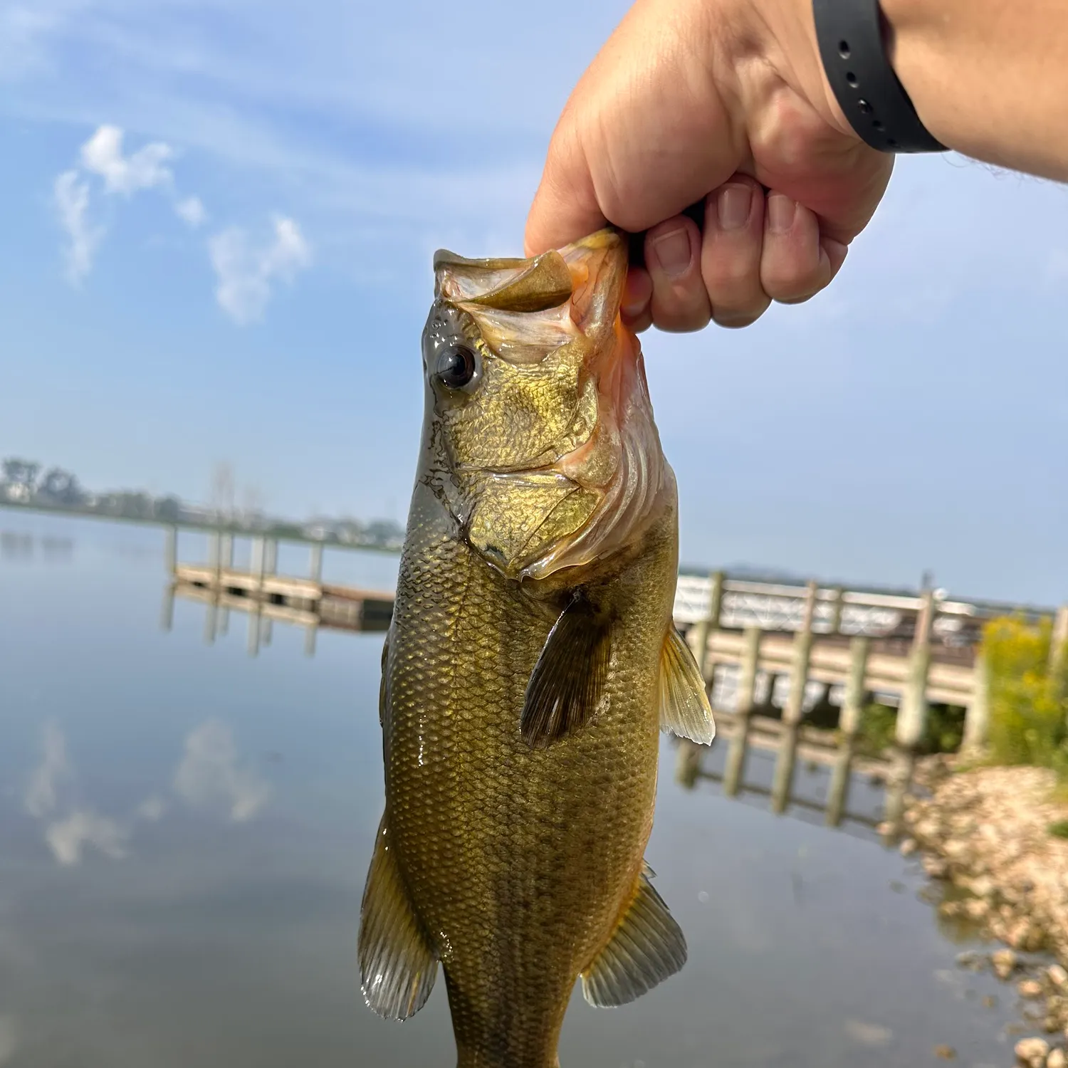 Largemouth bass caught on Fishbrain