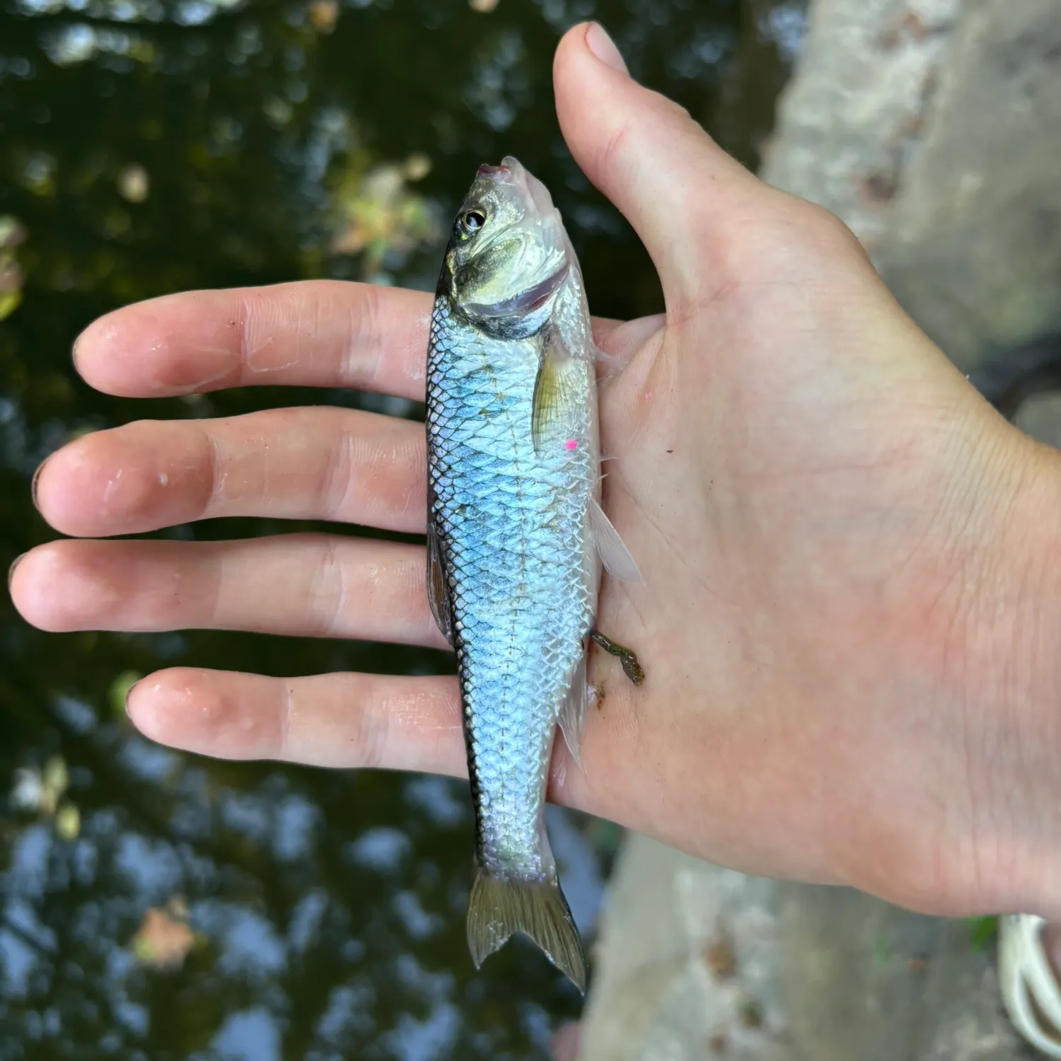 Striped shiner caught on Fishbrain