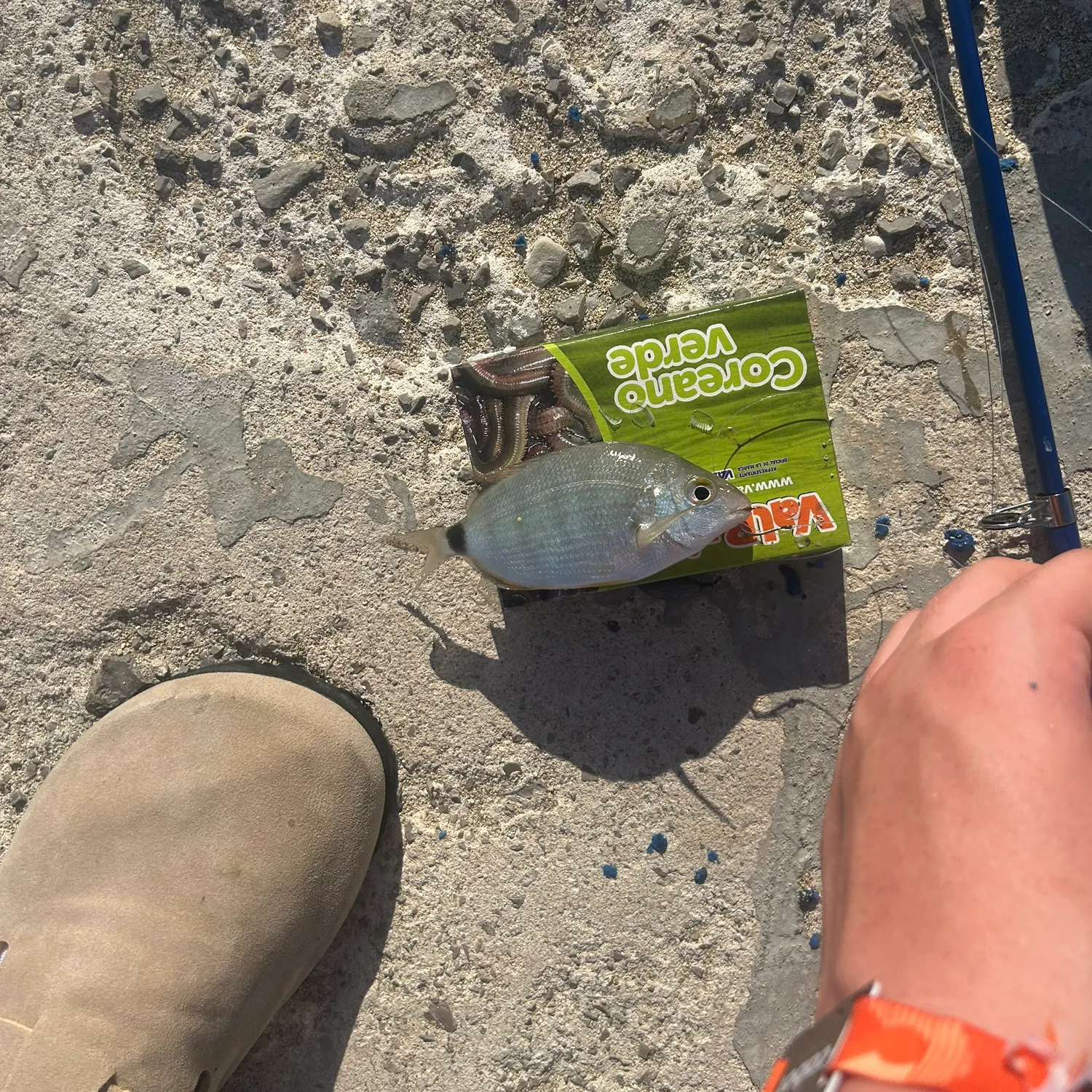 The most recent Cape white seabream catches on Fishbrain
