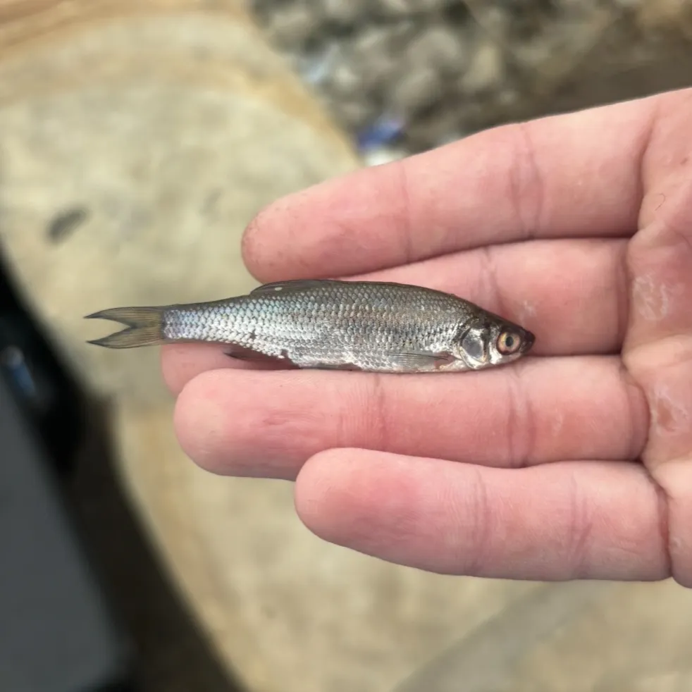 The most recent Striped shiner catches on Fishbrain