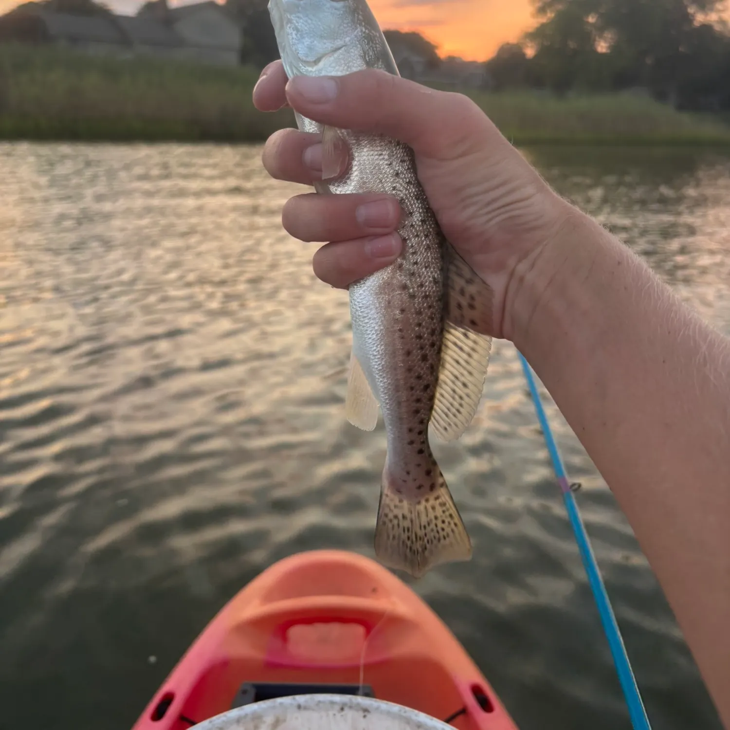 Spotted seatrout caught on Fishbrain