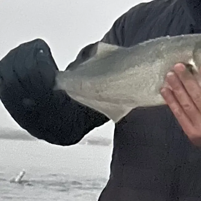 Bluefish caught on Fishbrain