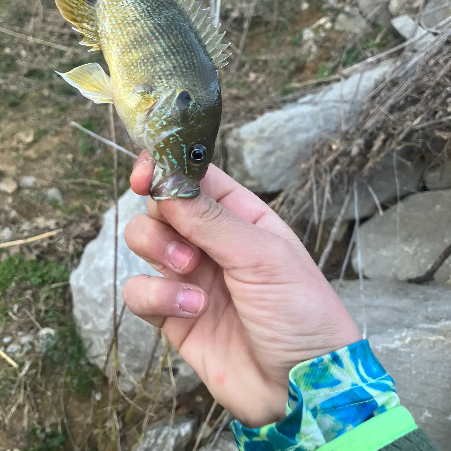 catch