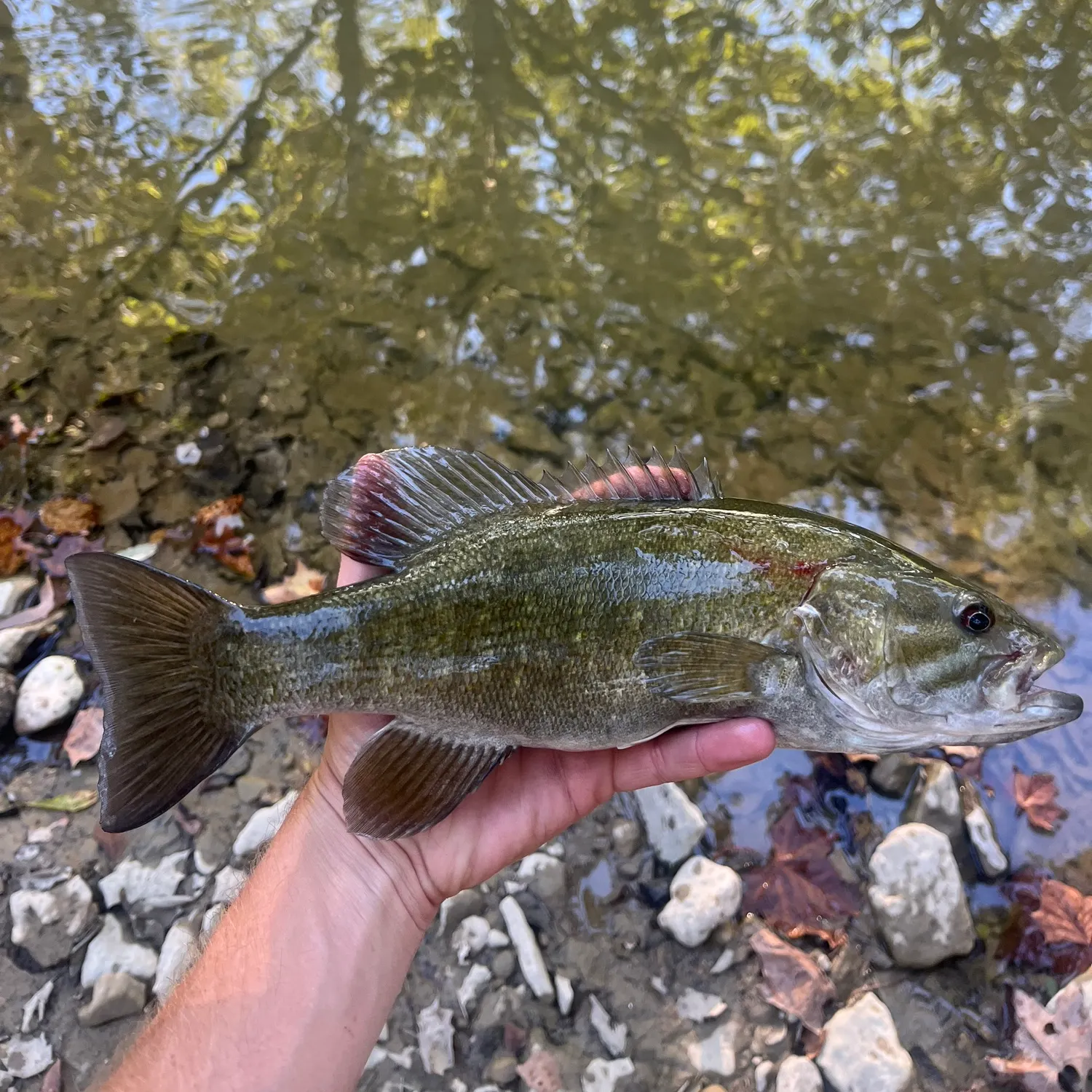Smallmouth bass caught on Fishbrain
