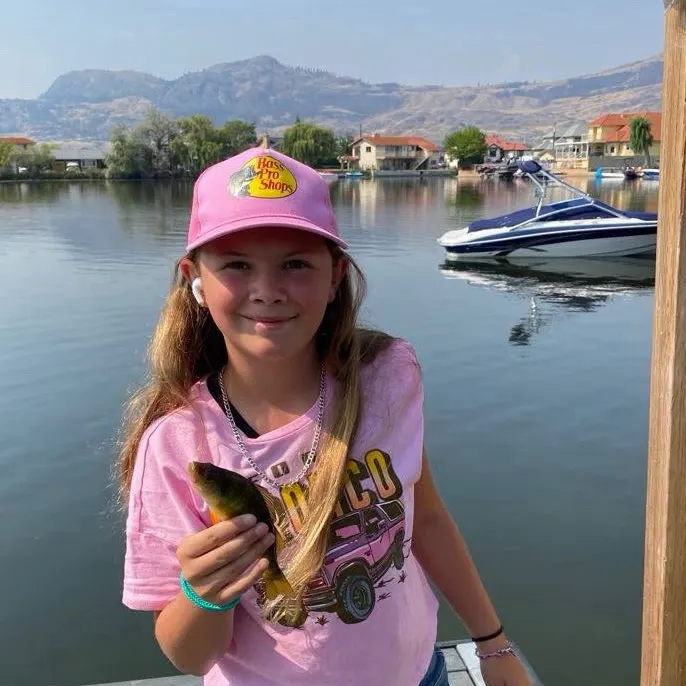 Yellow perch caught on Fishbrain