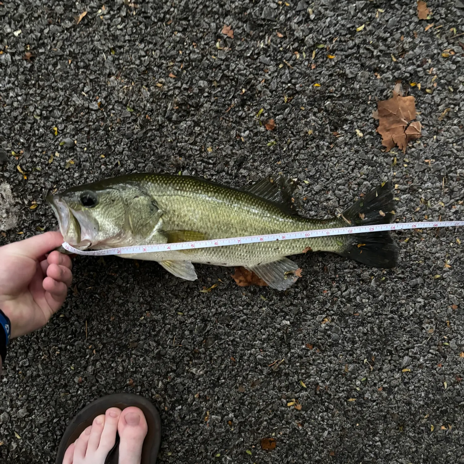 Largemouth bass caught on Fishbrain