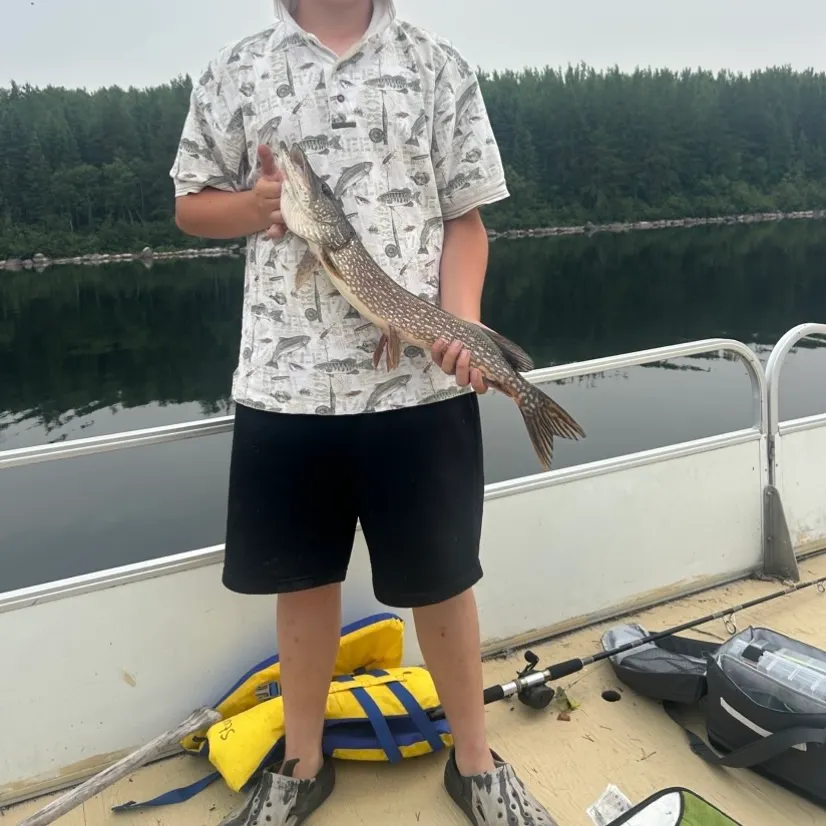 Northern pike caught on Fishbrain