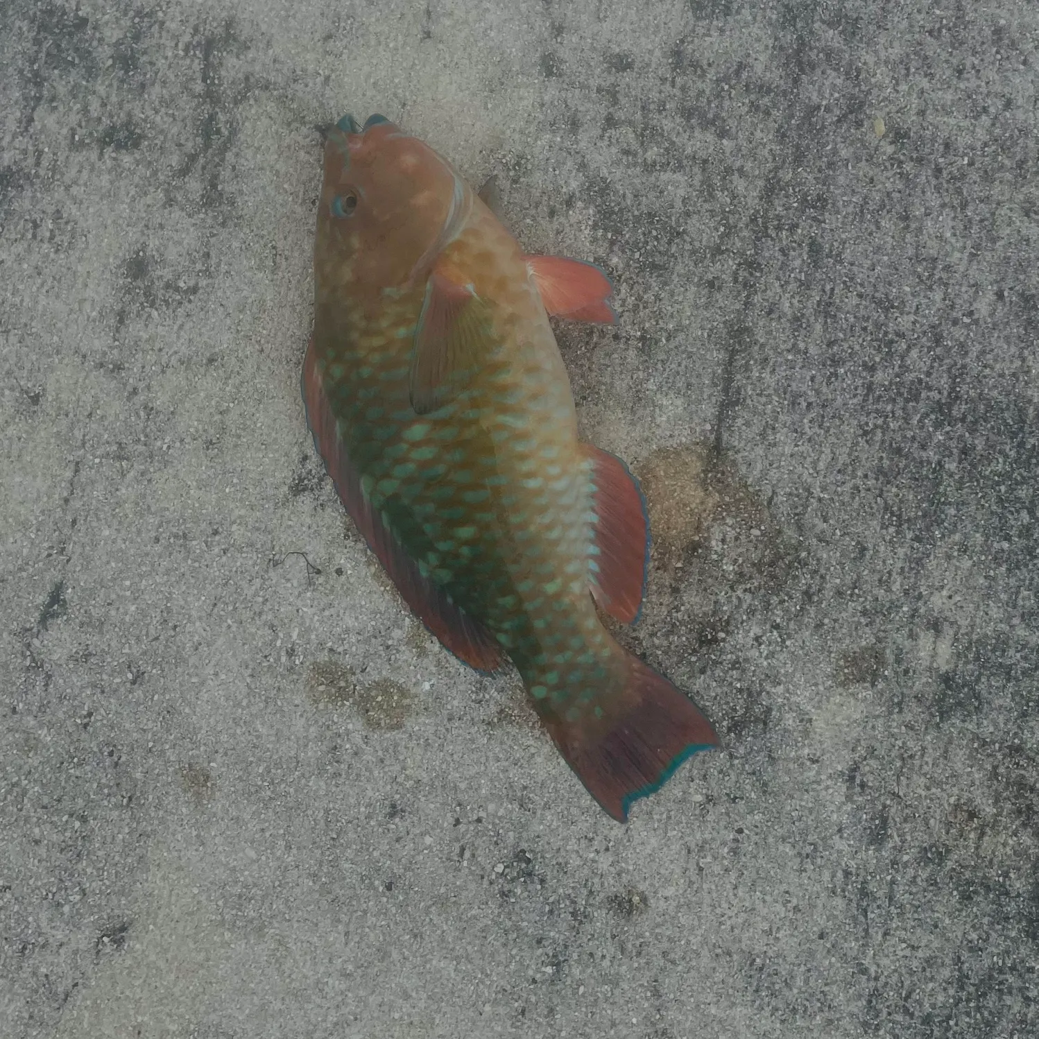 The most recent Rainbow parrotfish catches on Fishbrain