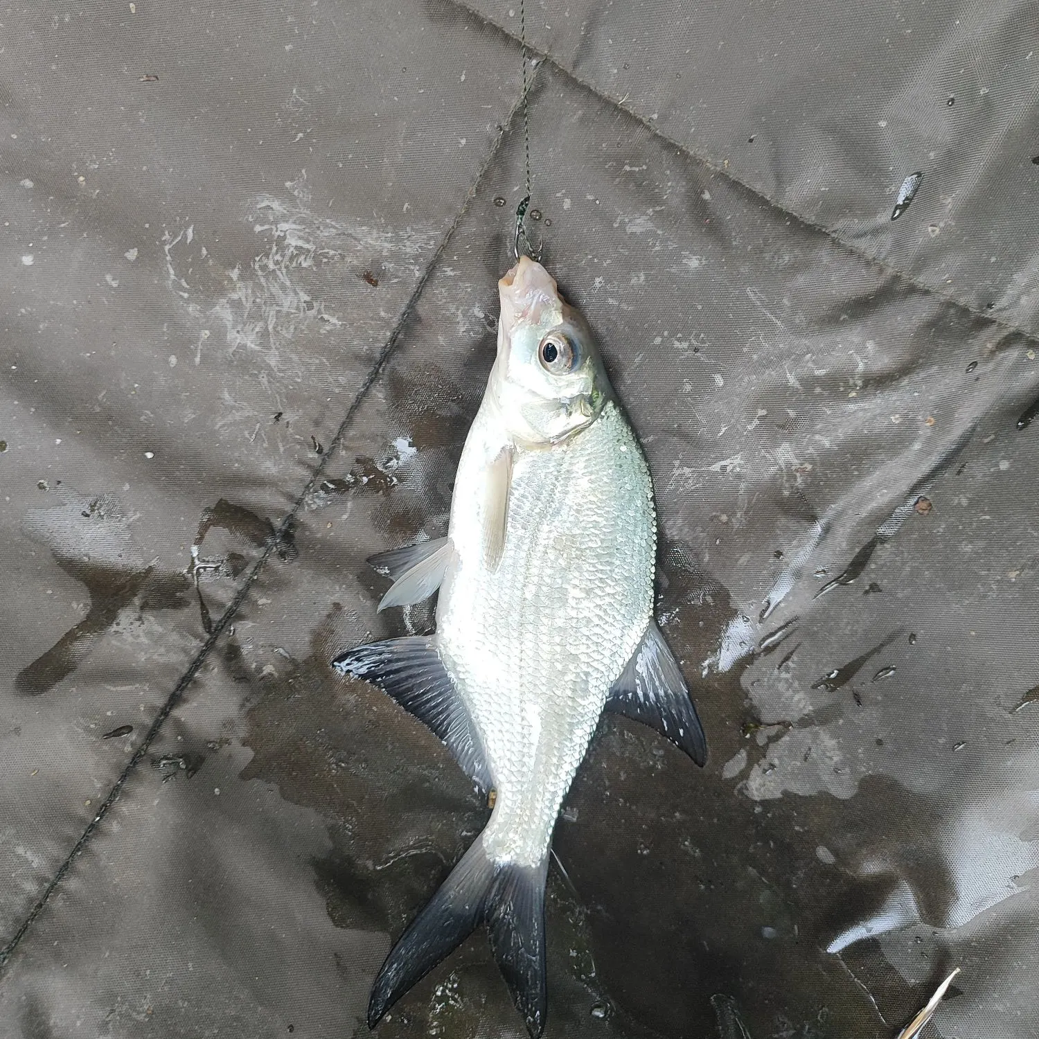 The most recent White bream catches on Fishbrain