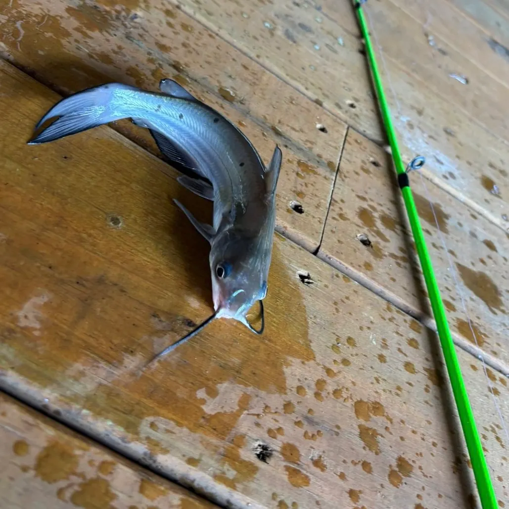 The most recent Channel catfish catches on Fishbrain