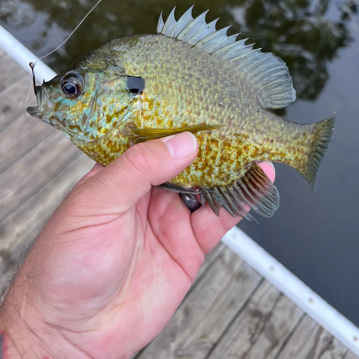 Bluegill caught on Fishbrain