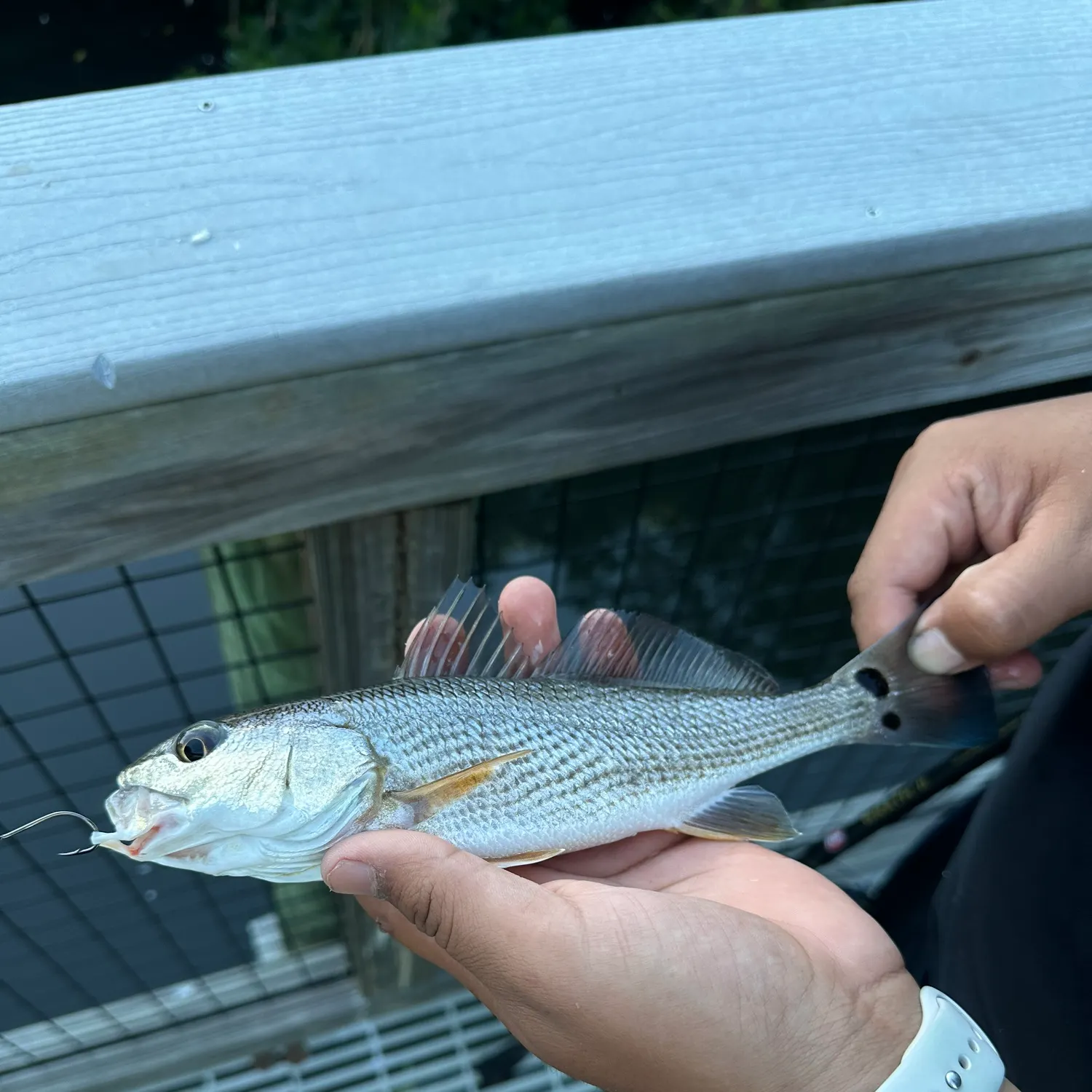 Red drum caught on Fishbrain
