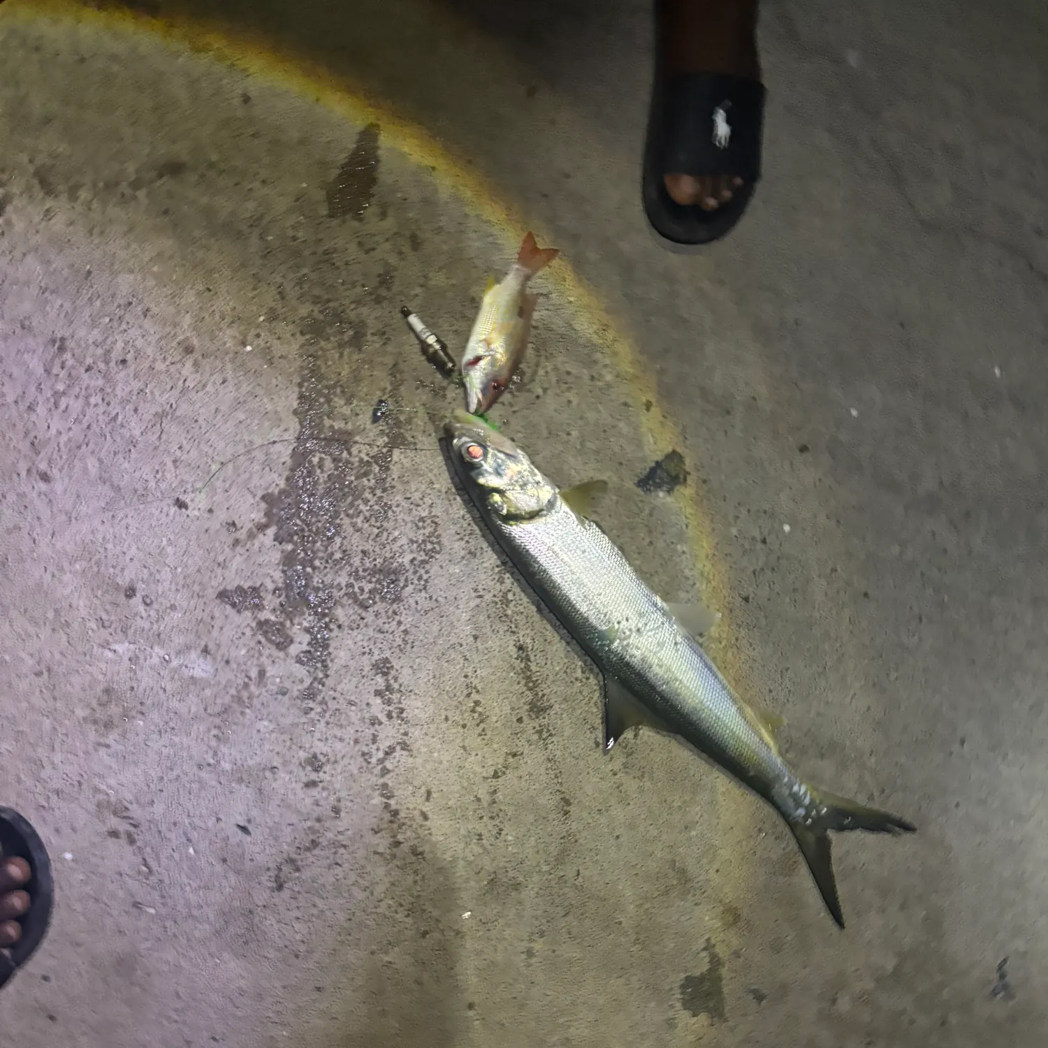 The most recent Hawaiian ladyfish catches on Fishbrain