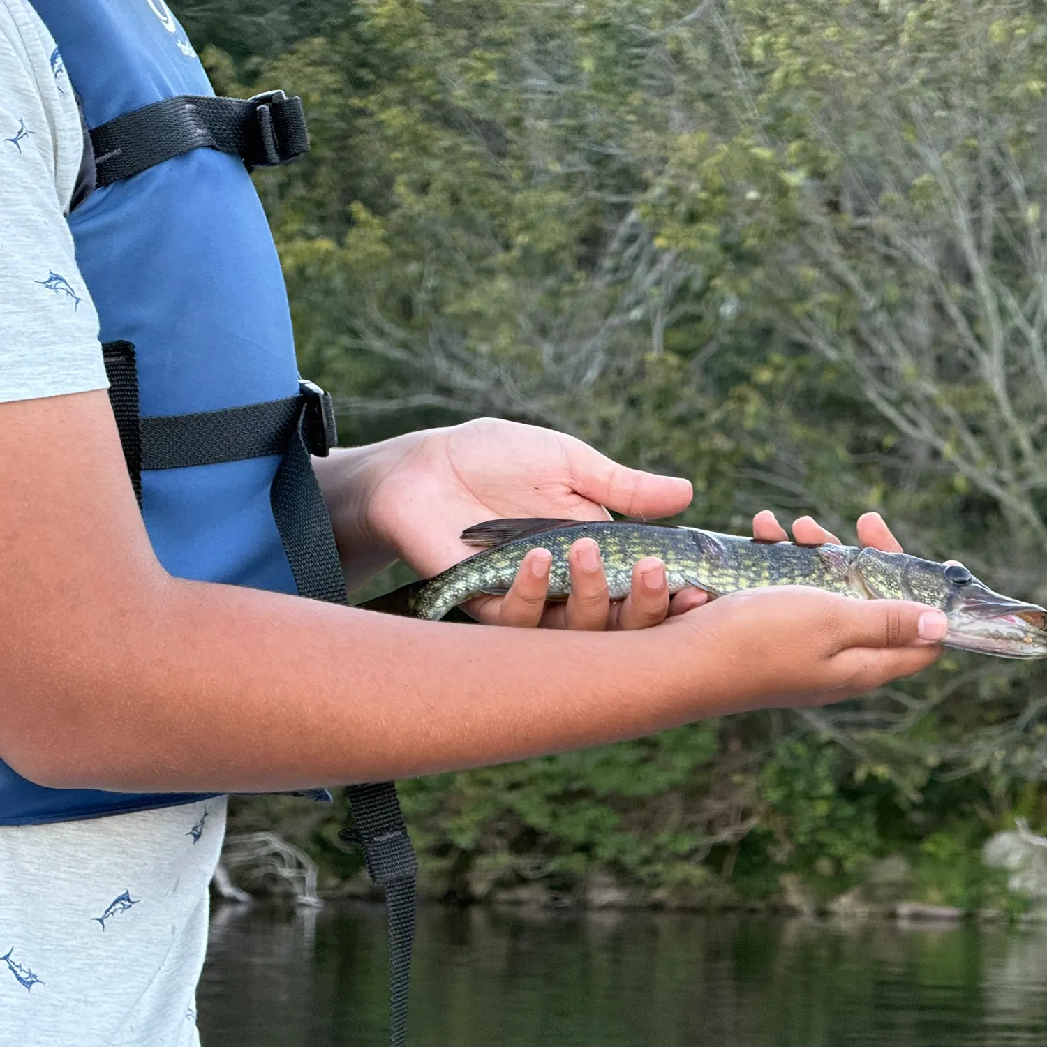 Chain pickerel caught on Fishbrain