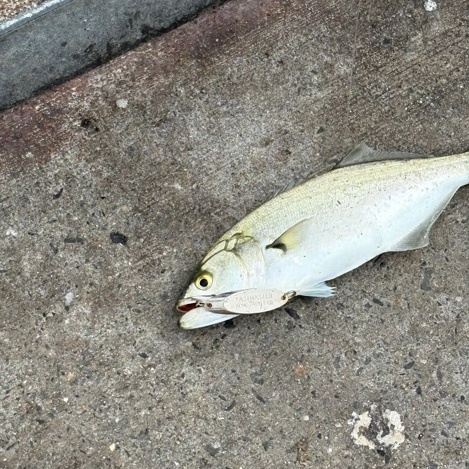 Bluefish caught on Fishbrain