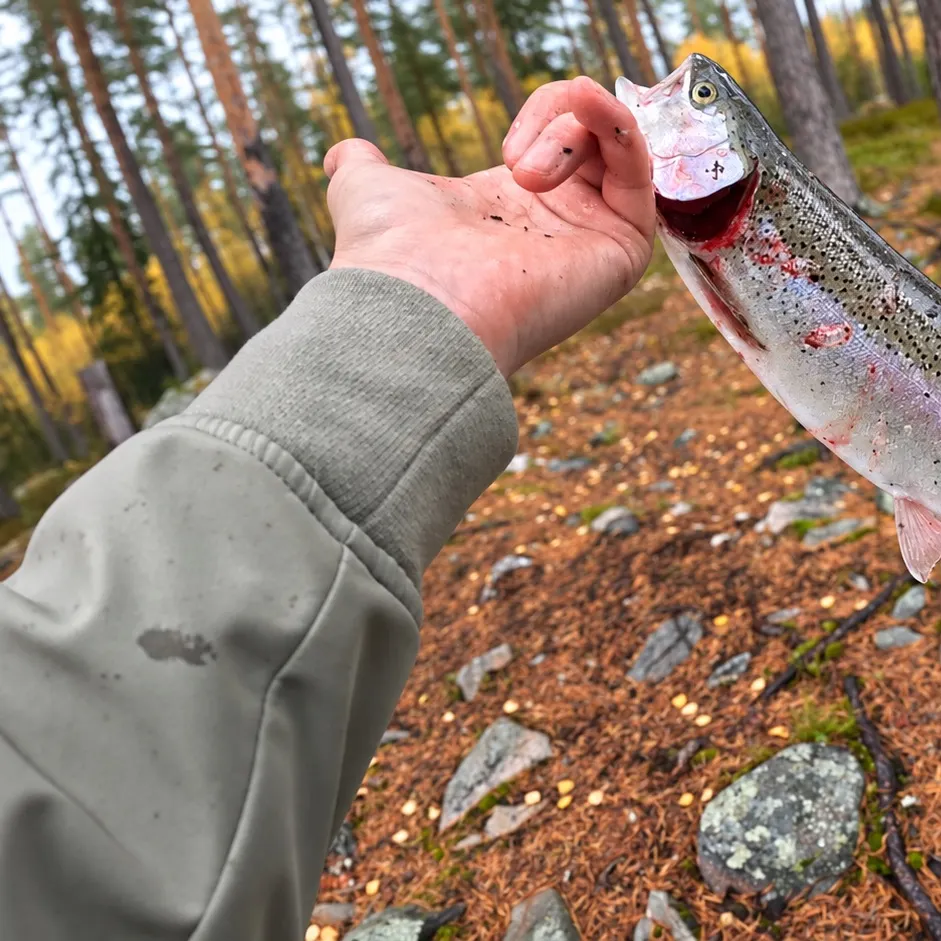 Rainbow trout caught on Fishbrain