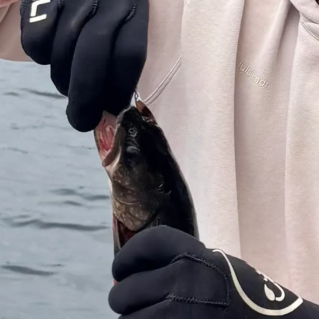 Lake char caught on Fishbrain