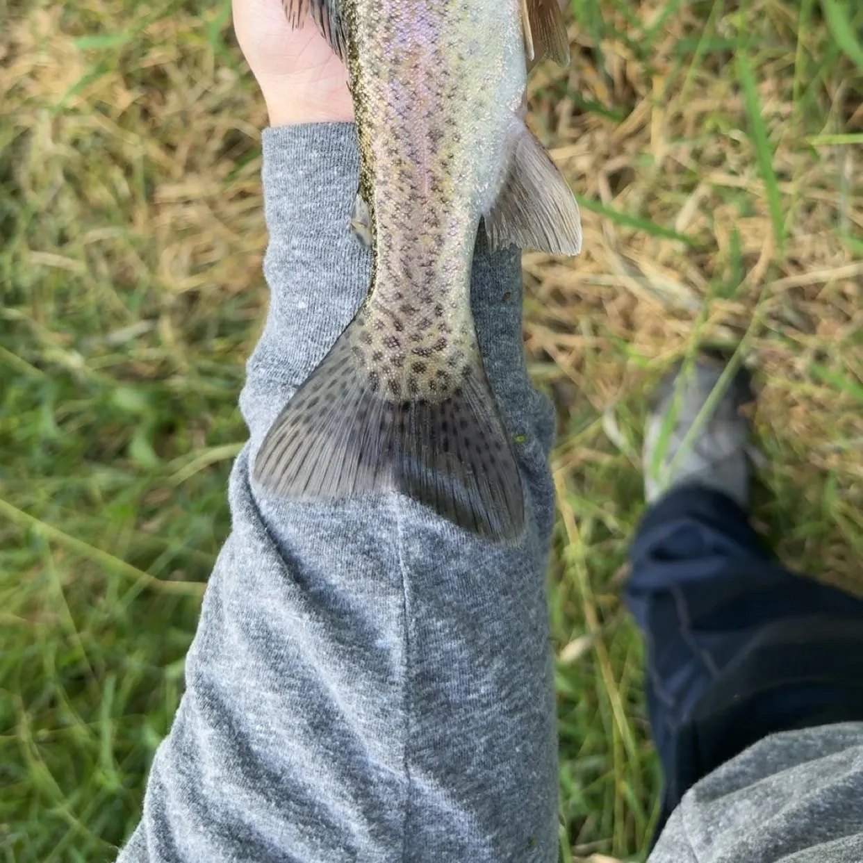 Rainbow trout caught on Fishbrain