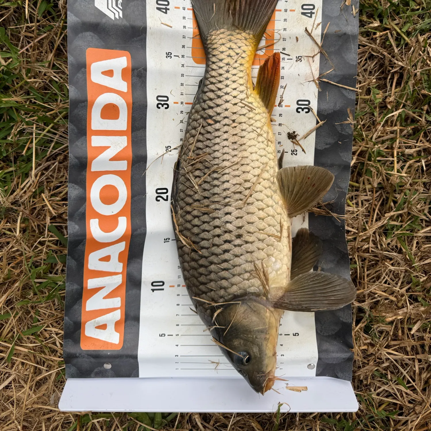 Common carp caught on Fishbrain