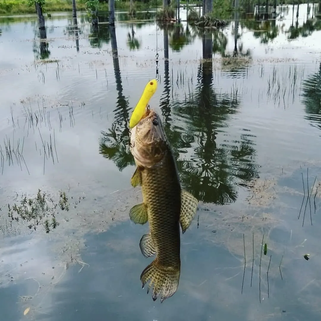 Trahira caught on Fishbrain