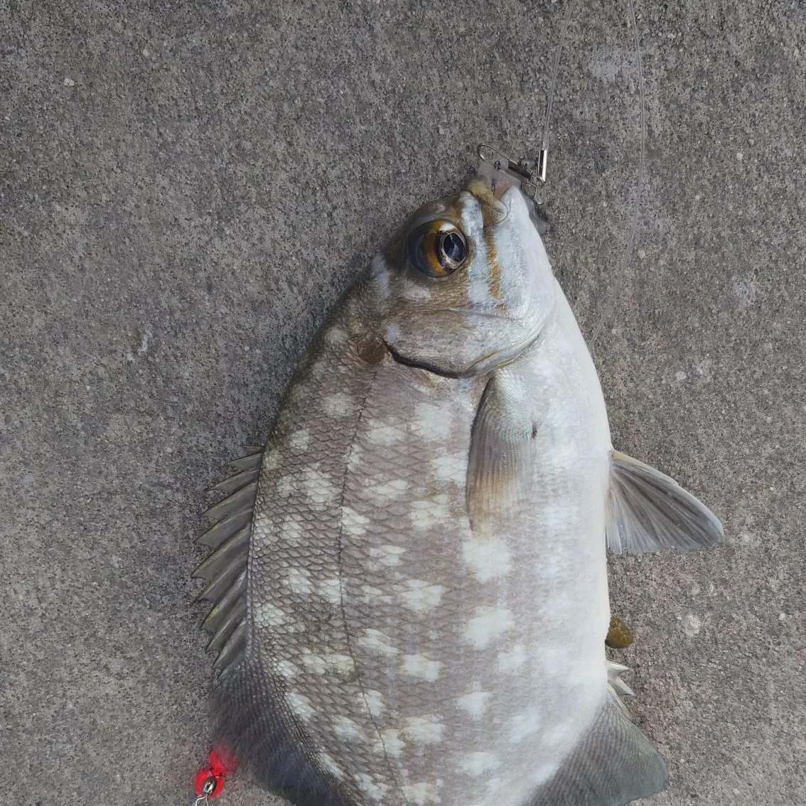 The most recent Bermuda sea chub catches on Fishbrain