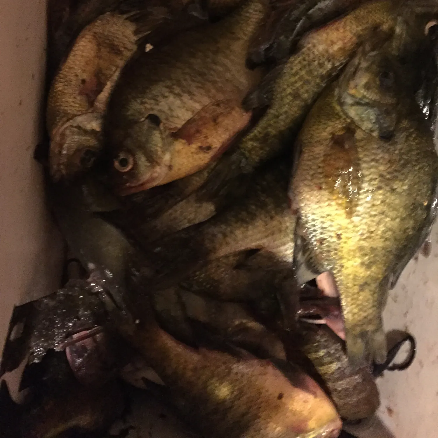 recently logged catches