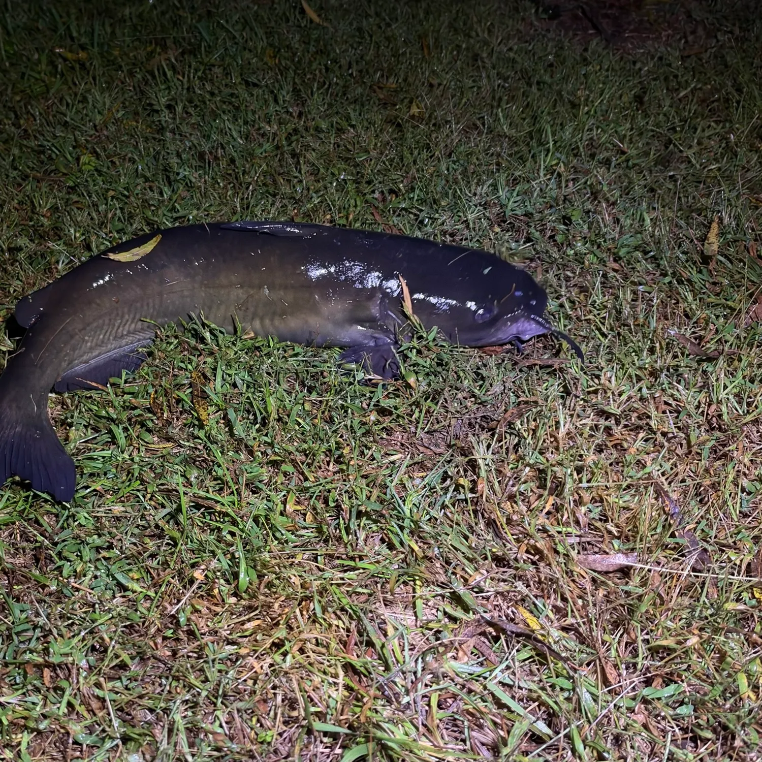 Channel catfish caught on Fishbrain