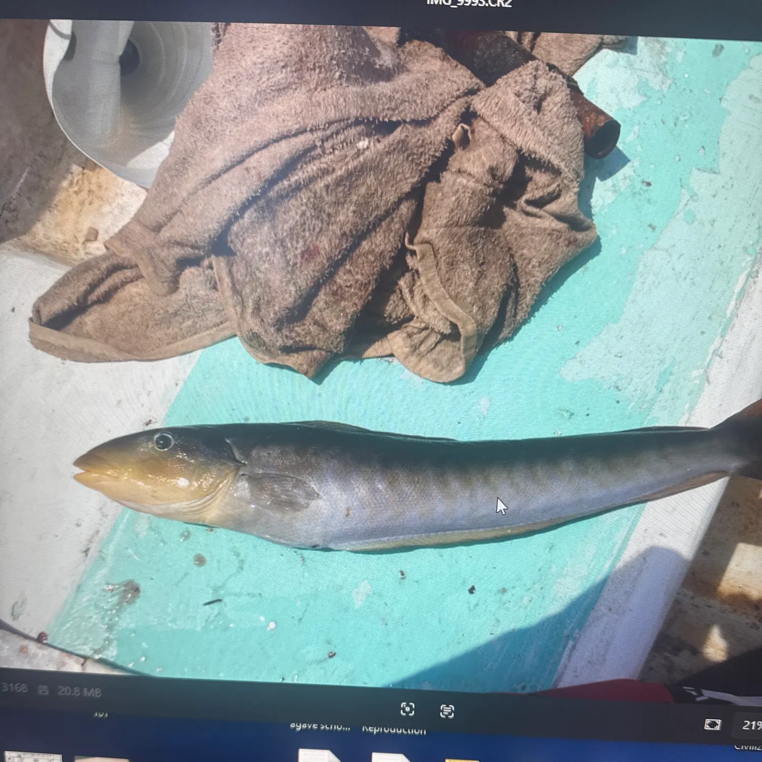 The most recent Sand tilefish catches on Fishbrain